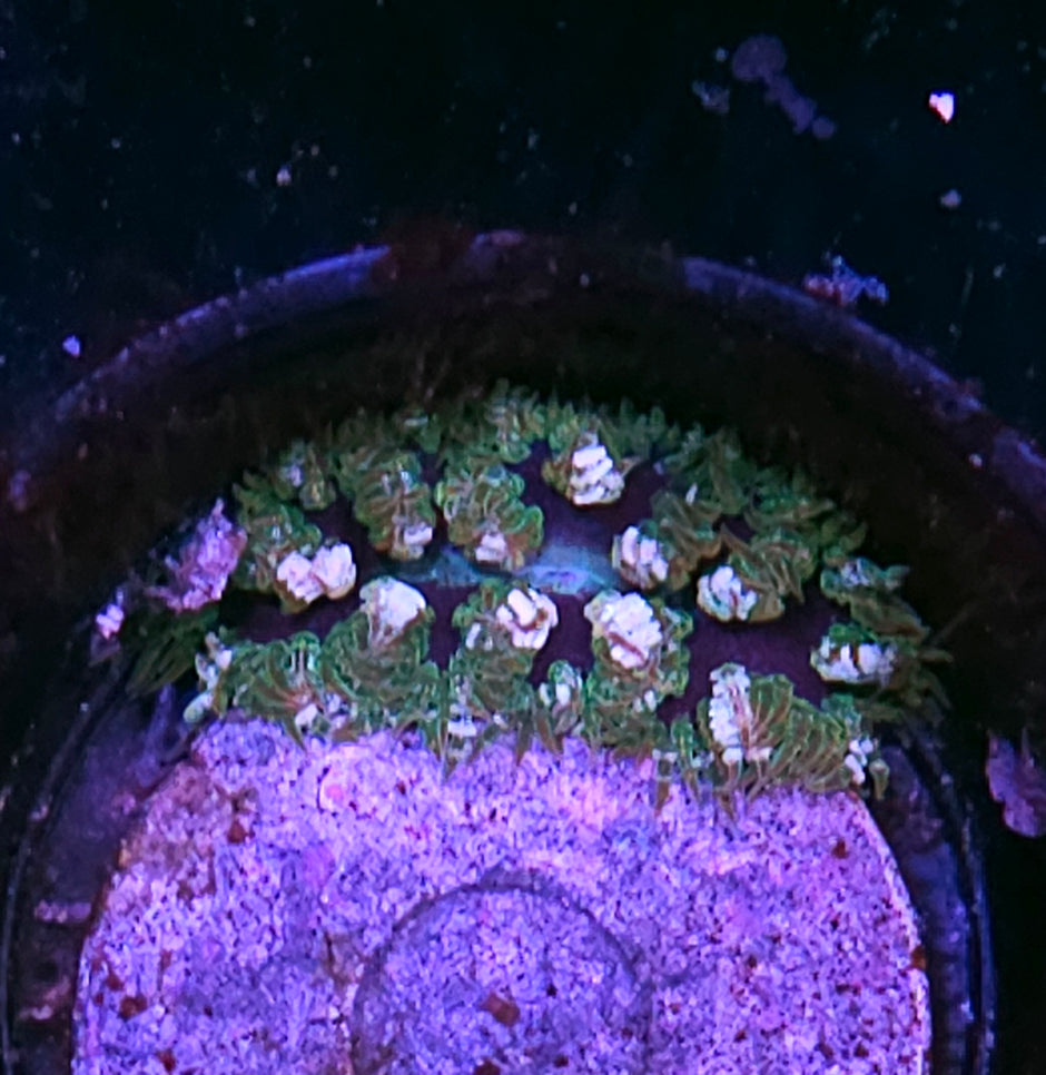 Joker Flower Anemone