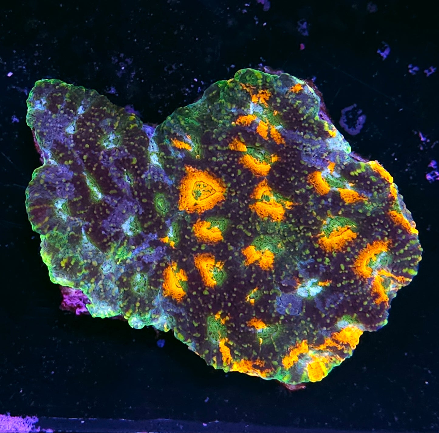 Mystic Sunset Acan Echinata Colony