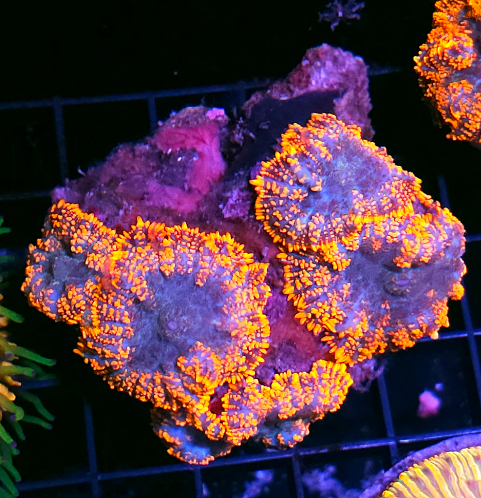 Lost Soul Mushroom Colony