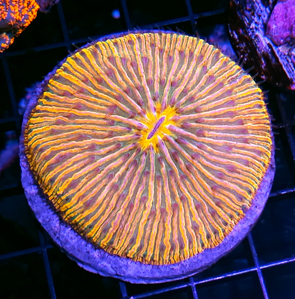 Creamsicle Rainbow Fungia Plate