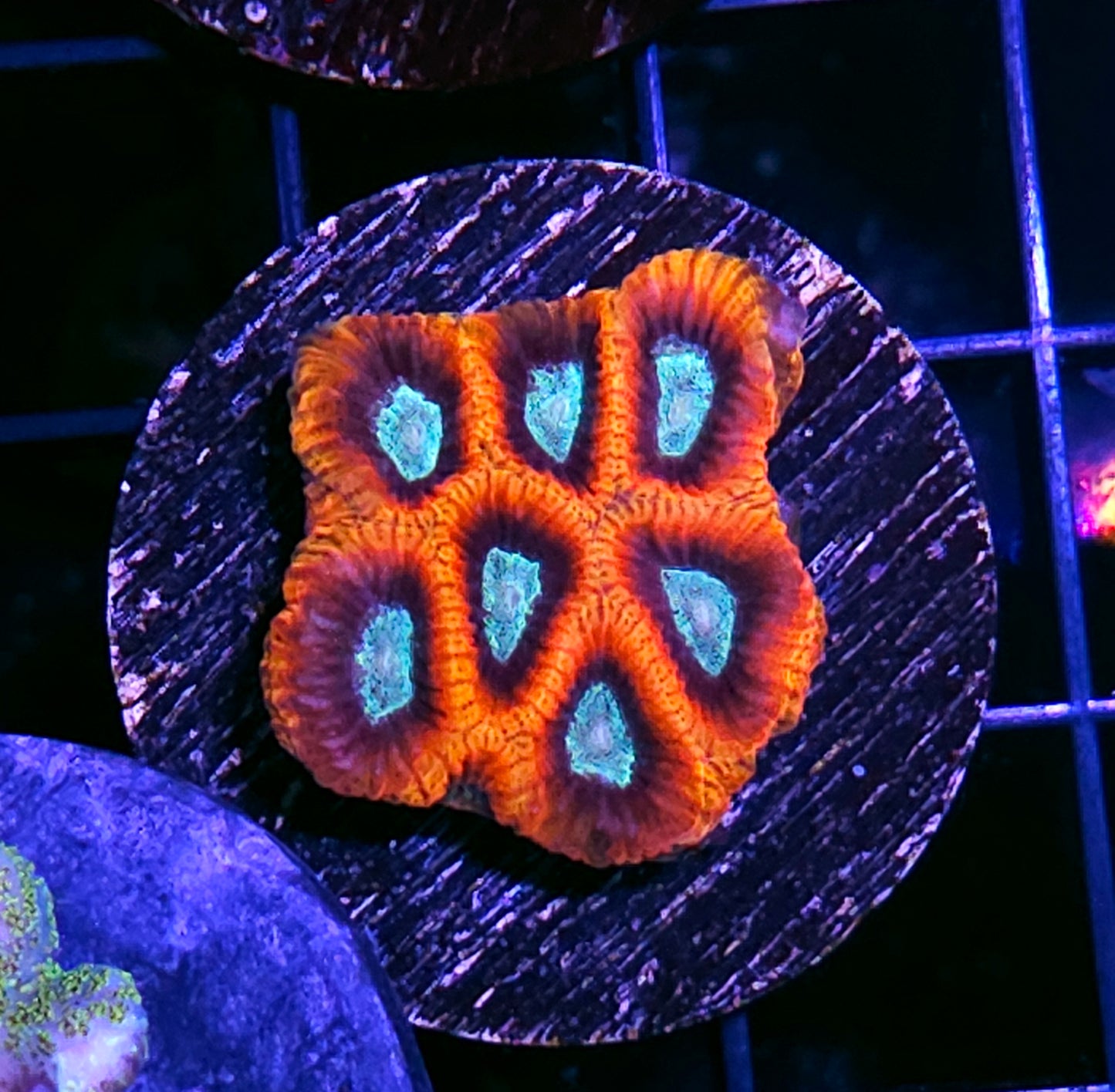 Murder Hornet Favia