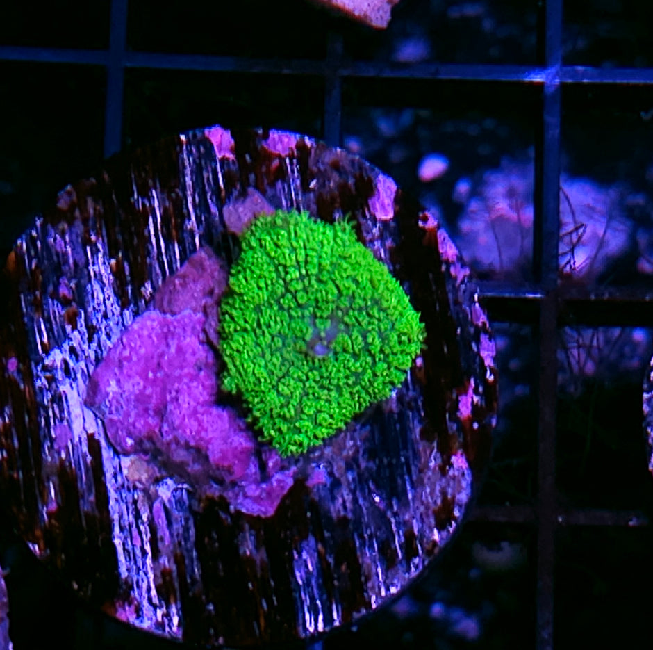 Kryptonite Gumdrop Mushroom