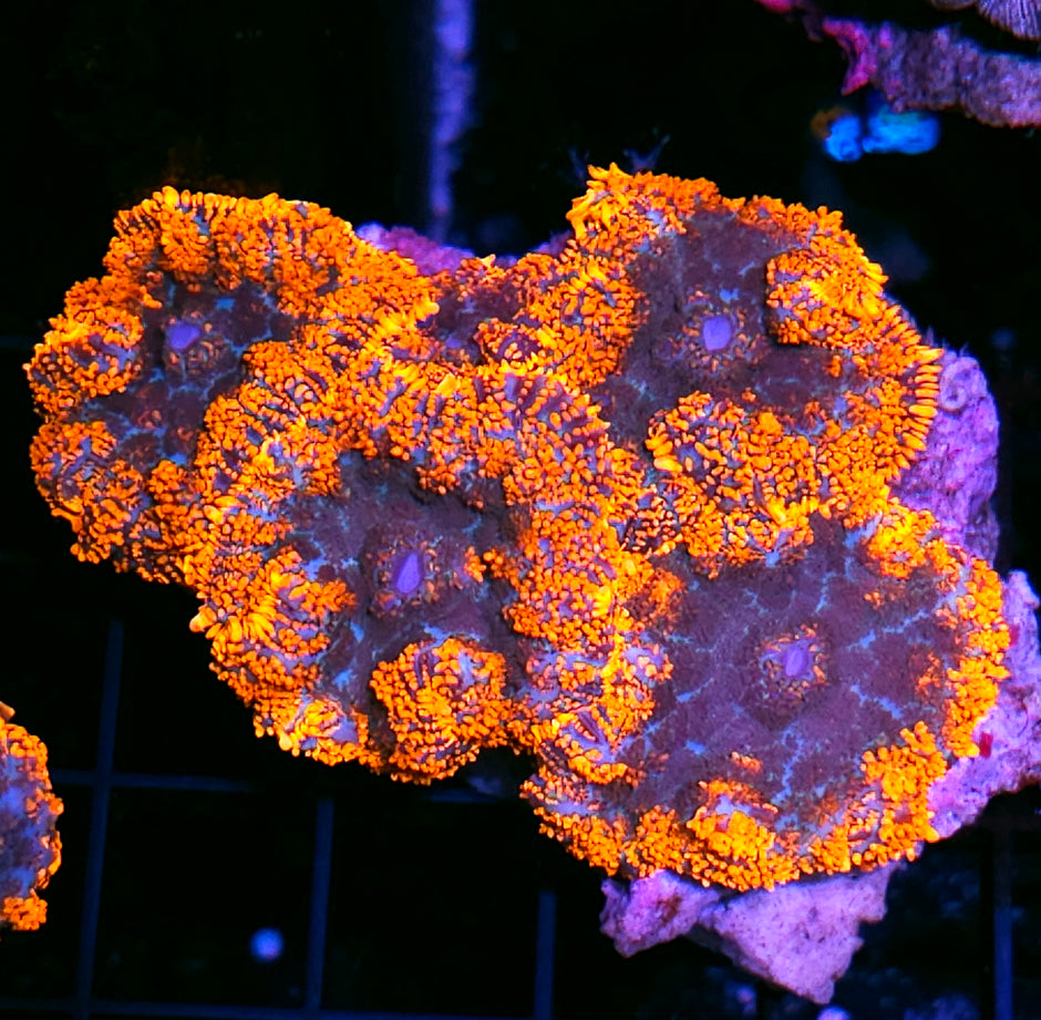 Lost Soul Mushroom Colony