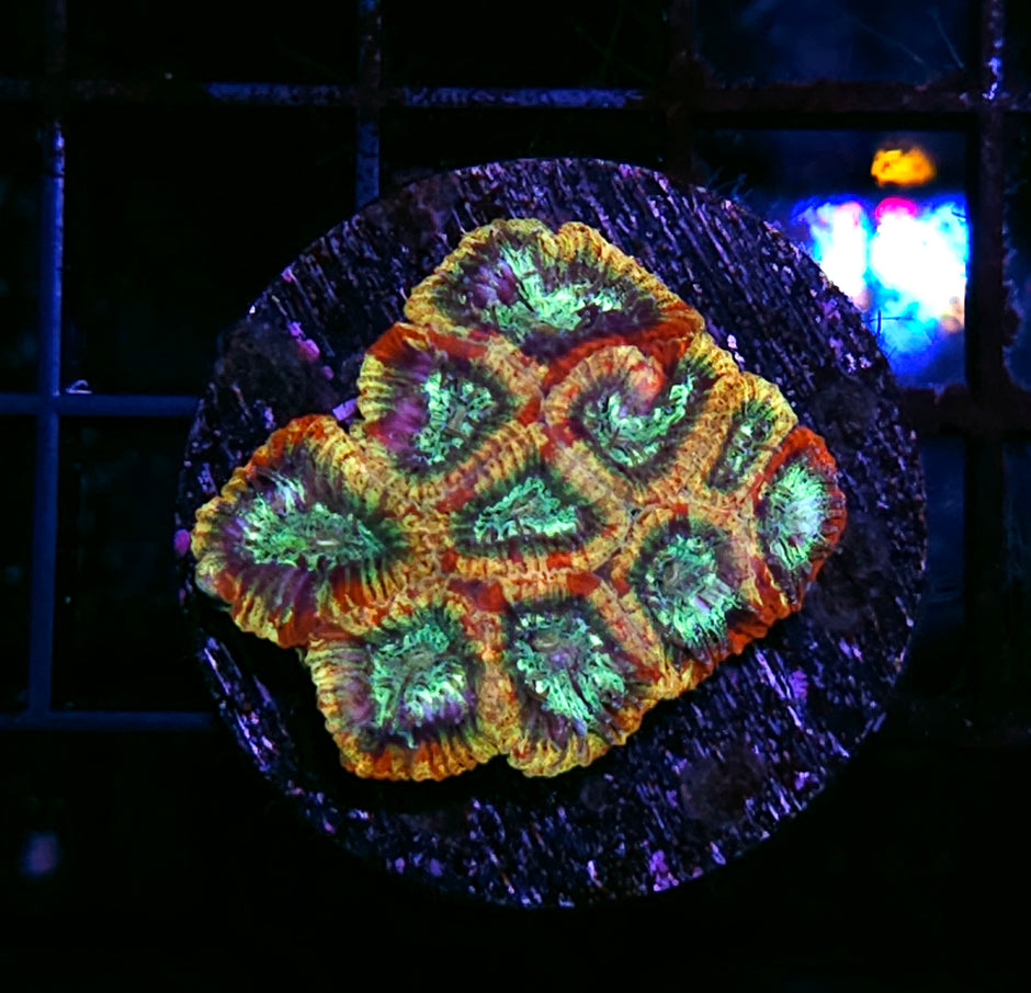 Kaleidoscope Micro Favia
