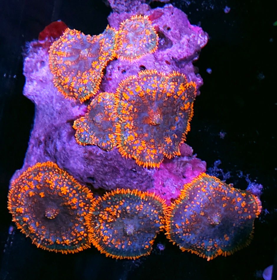 Wowzers Mushroom Colony