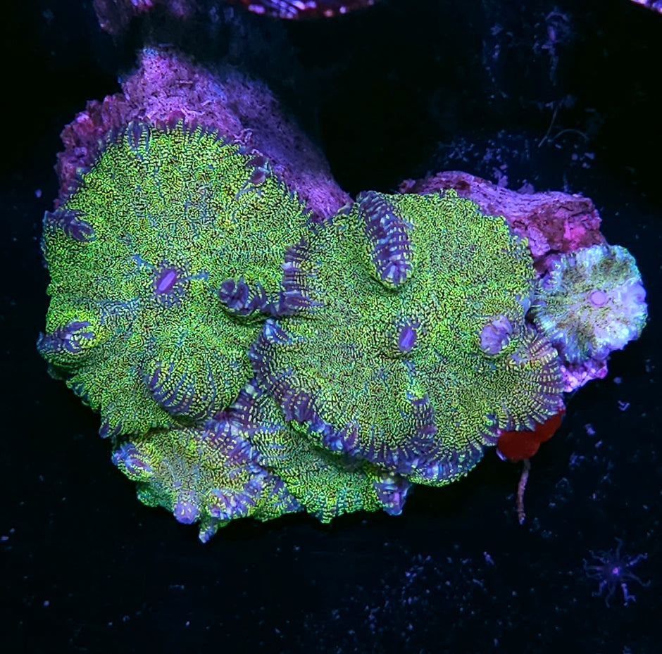 Snap Crackle and Pop Mushroom Colony