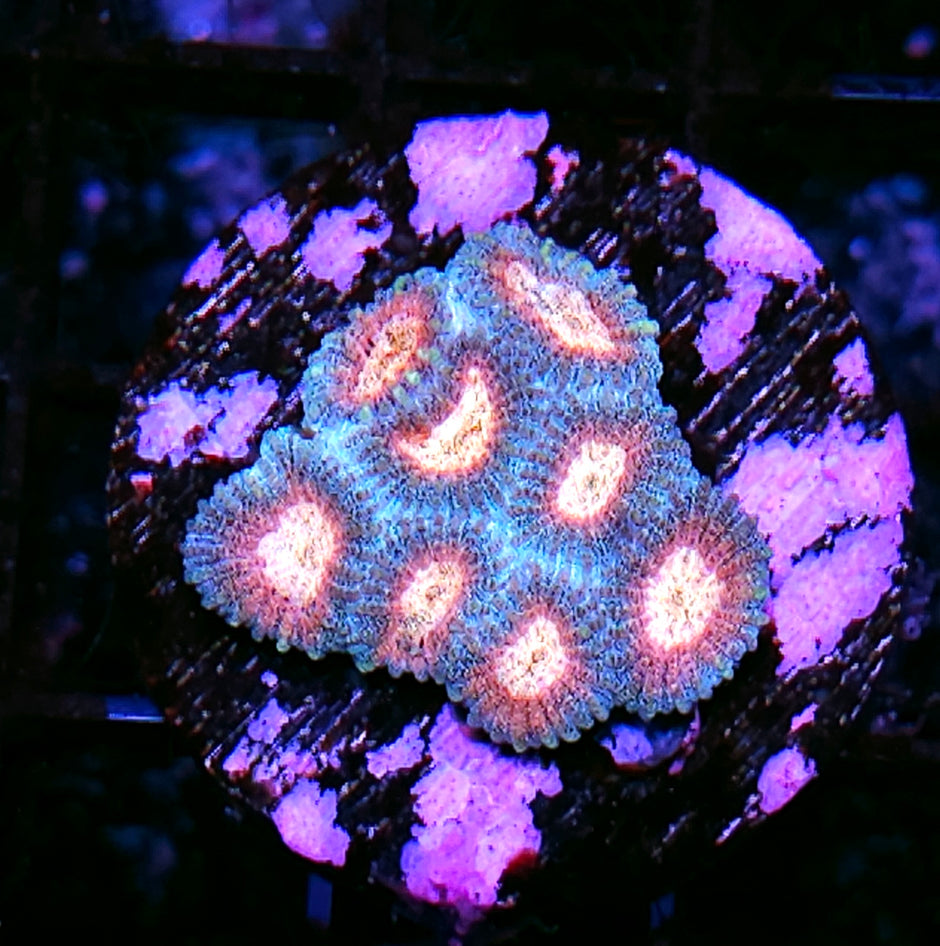 HF Cosmopolitan Favia