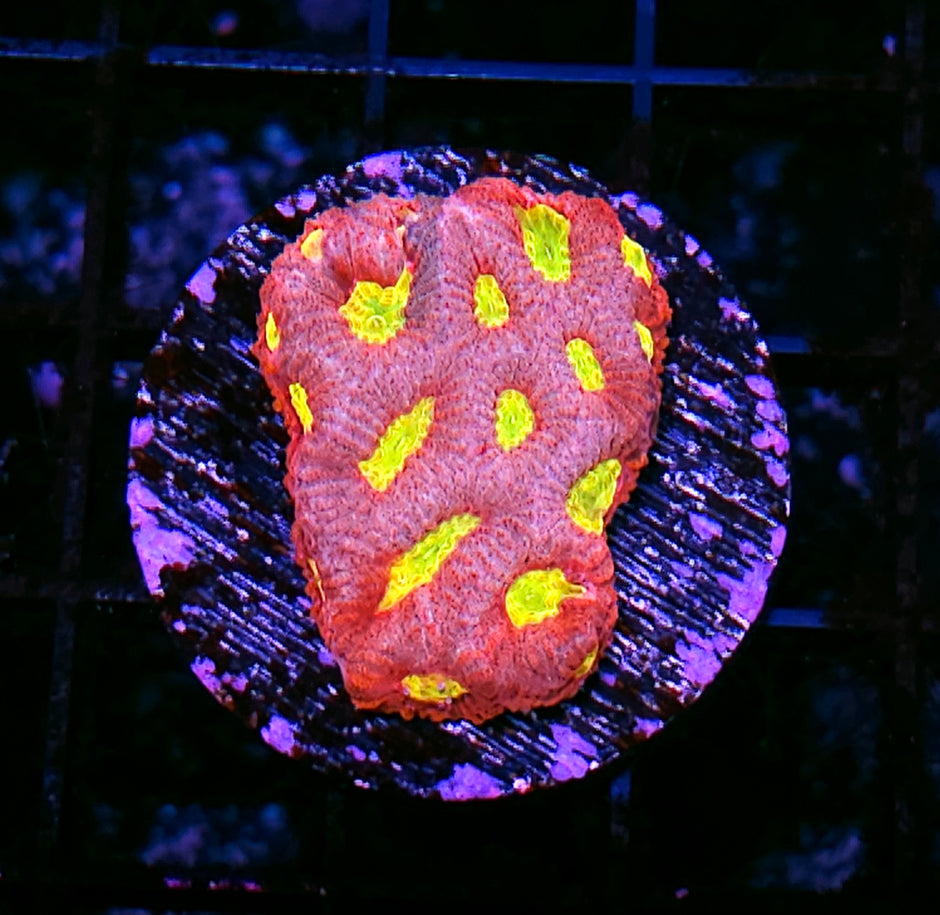 Radioactive Magma Favia