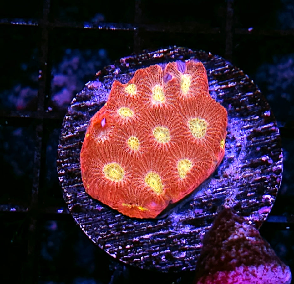Night Glow Favites