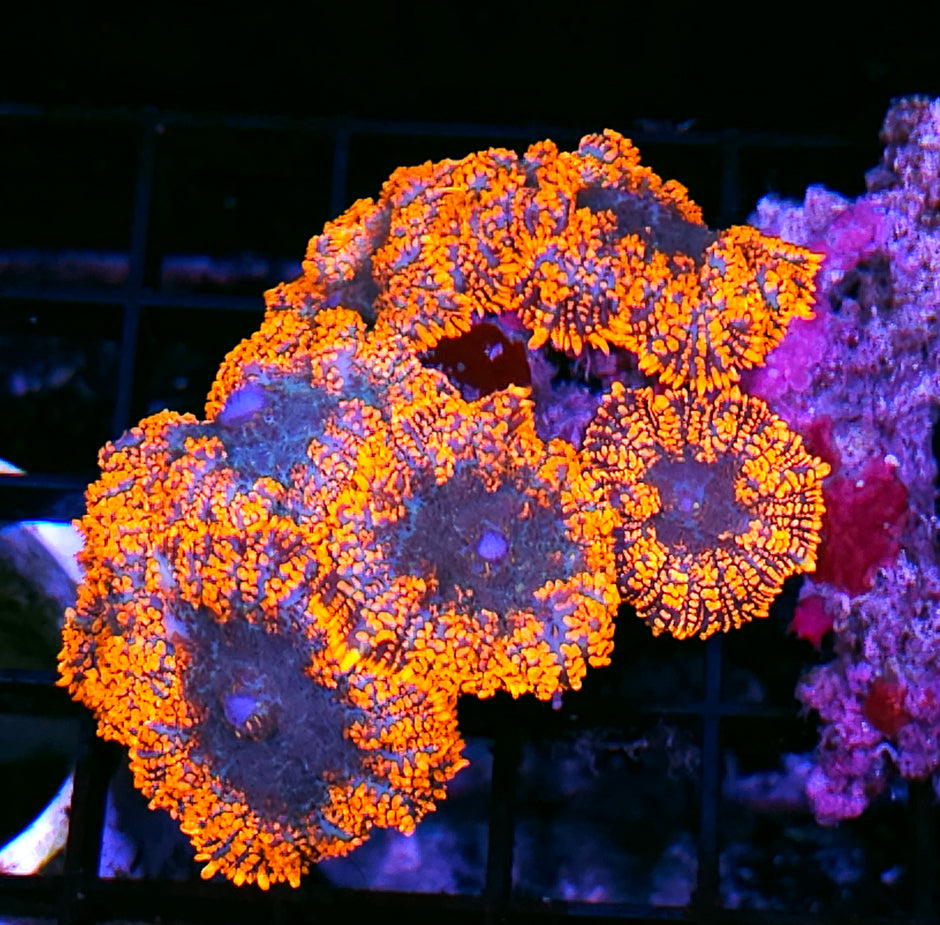 Lost Soul Mushroom Colony