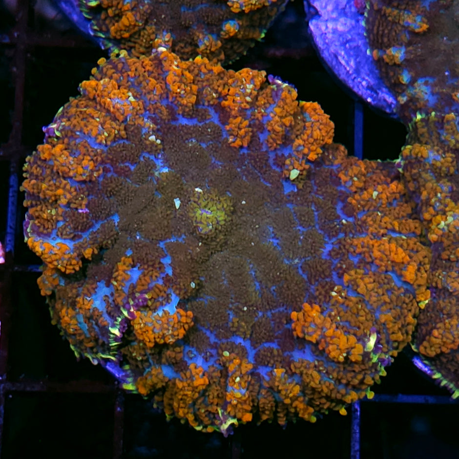3" HF Aztec Sun Bounce Mushroom