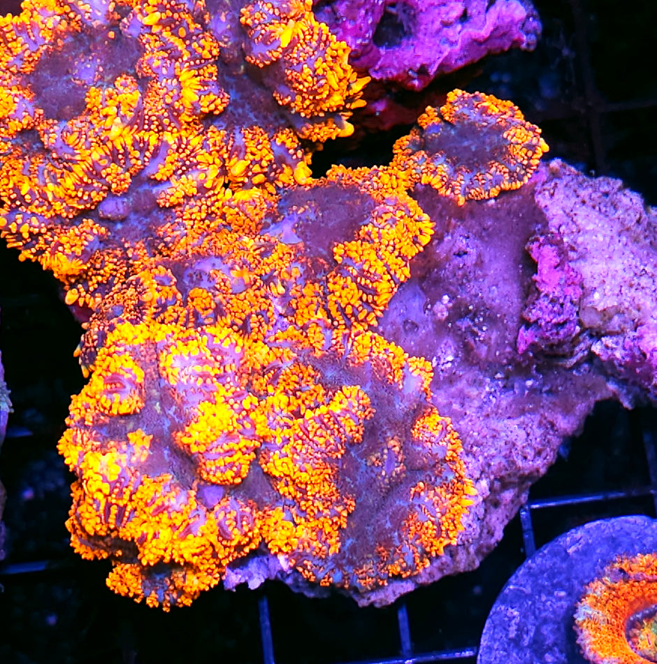 Insane Mushroom Colony