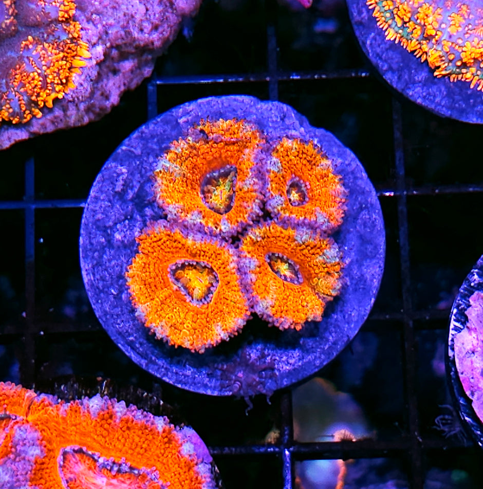 Fireball Rainbow Acan