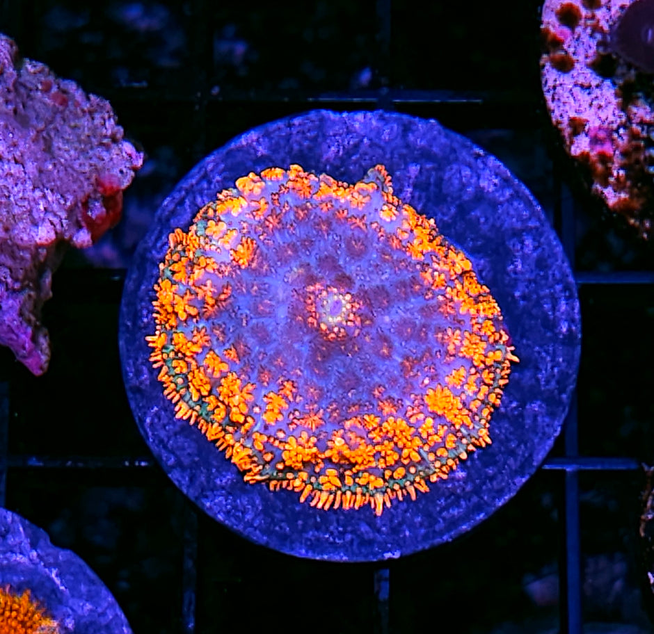 Incineration Mushroom
