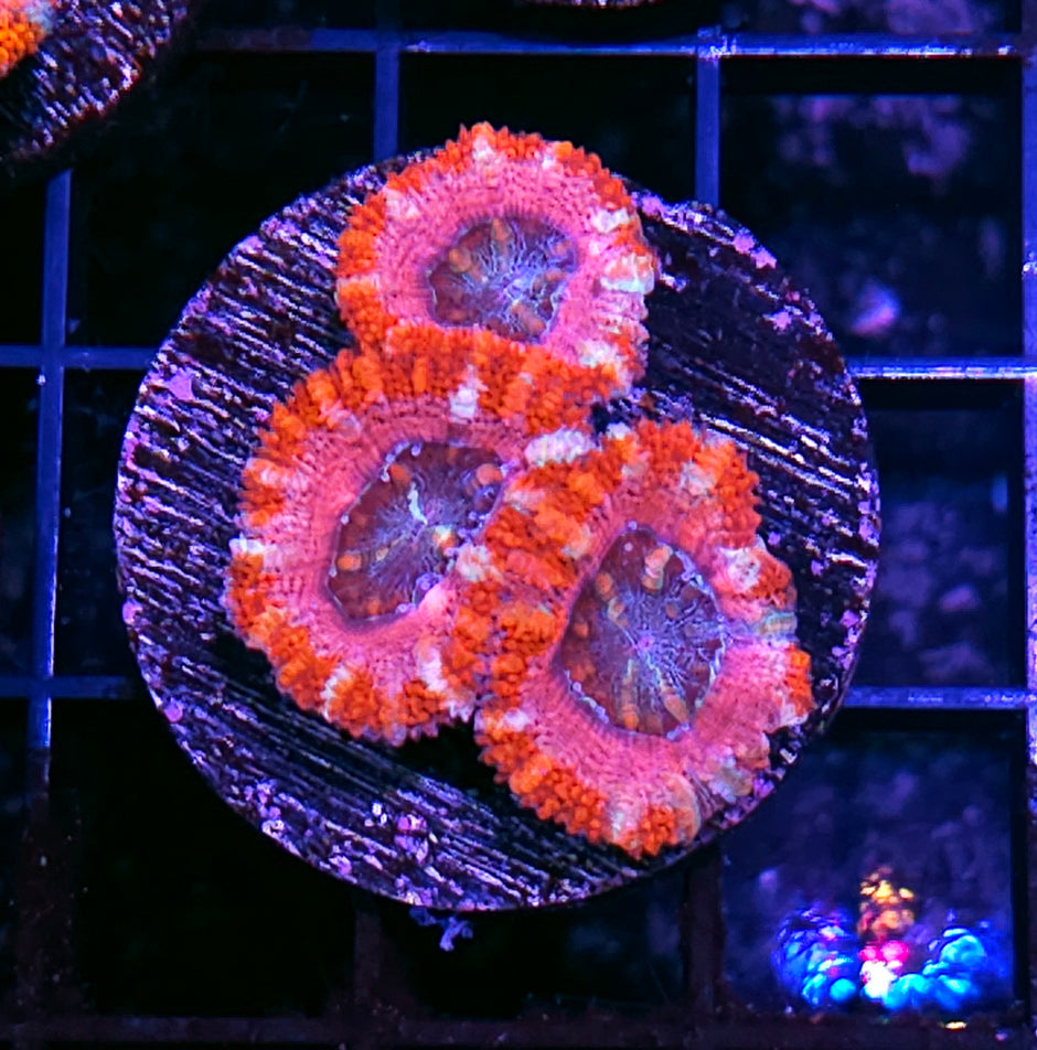 Pink Cadillac Acan