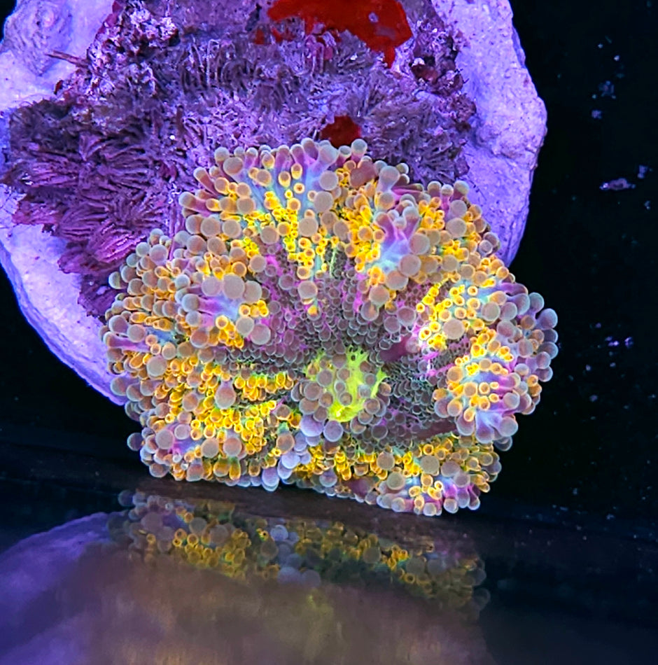 3.5" Rainbow Vomit Yuma
