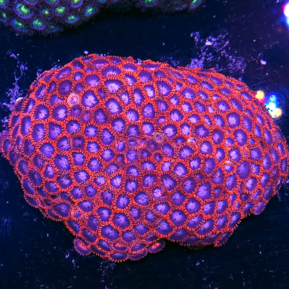 6" Fire and Ice Zoa Colony