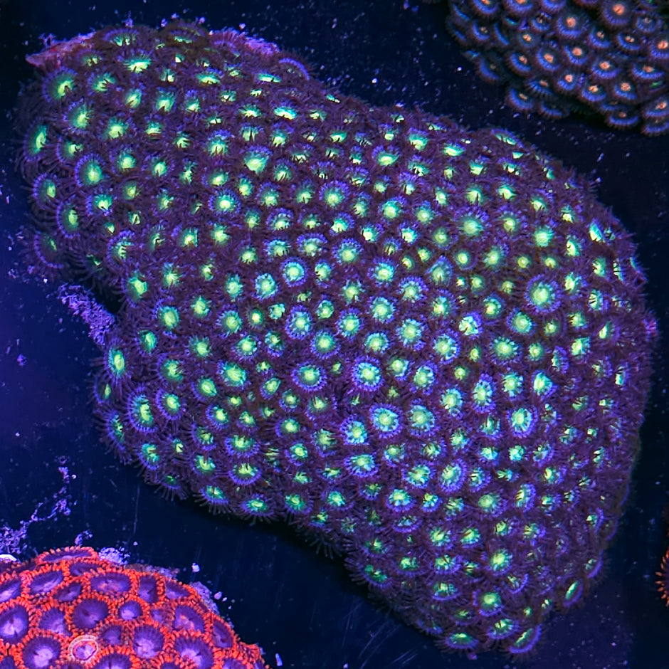 6" Exploding Stars Zoa Colony