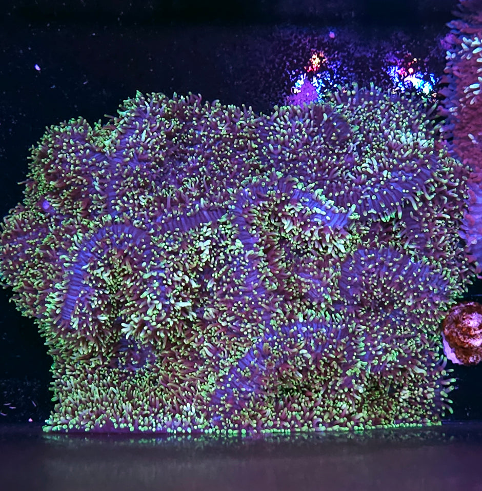 Insane Shag Carpet Mushroom Colony