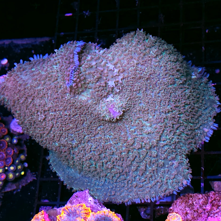 7" Epic Aurora Gigantus Bounce Mushroom