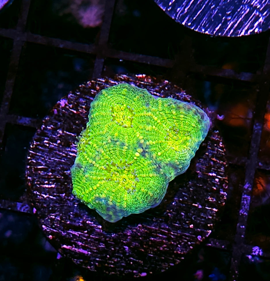 HF Gamma Bomb Acan Echinata