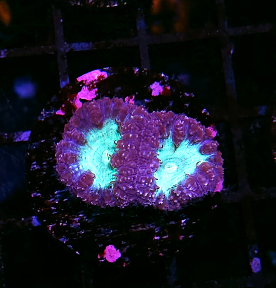 Rose Nebula Blasto