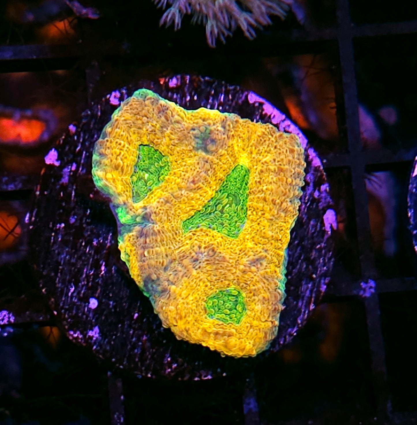 HF High Octane Acan Echinata