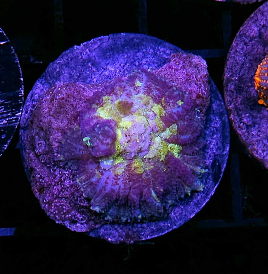 HF Mesmerizer Mushroom