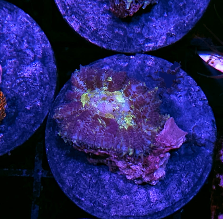 Mesmerizer Mushroom