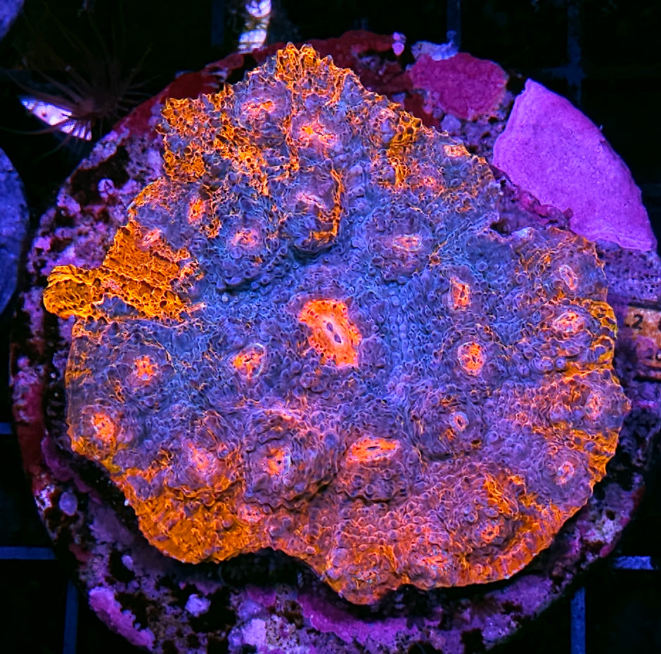 Tsunami Chalice Colony