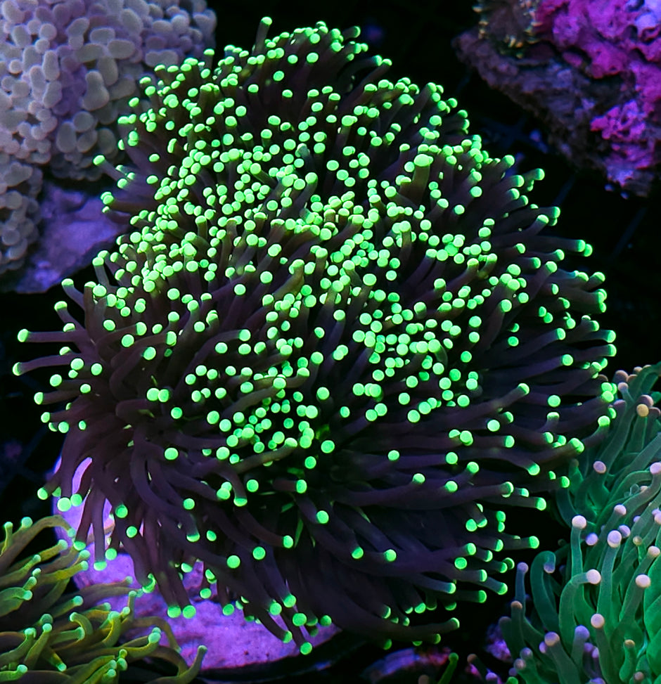 Approx 6-7 Head Grim Reaper Torch Colony