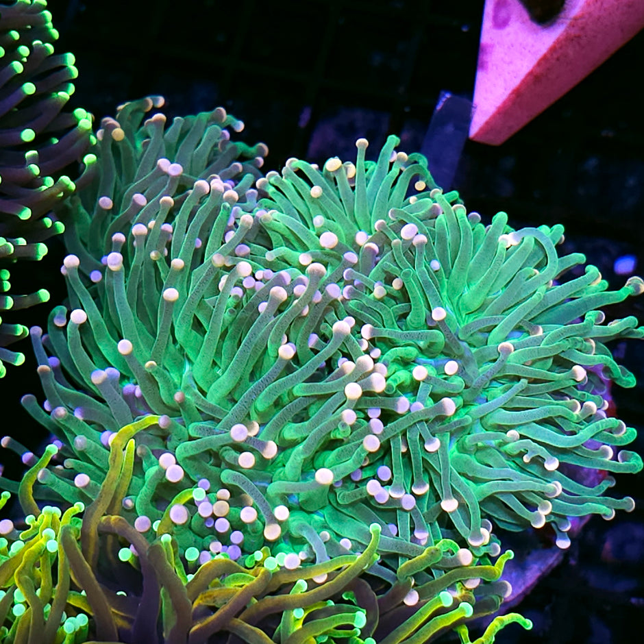 Approx 5-6 Head Bubble Gum Torch Colony