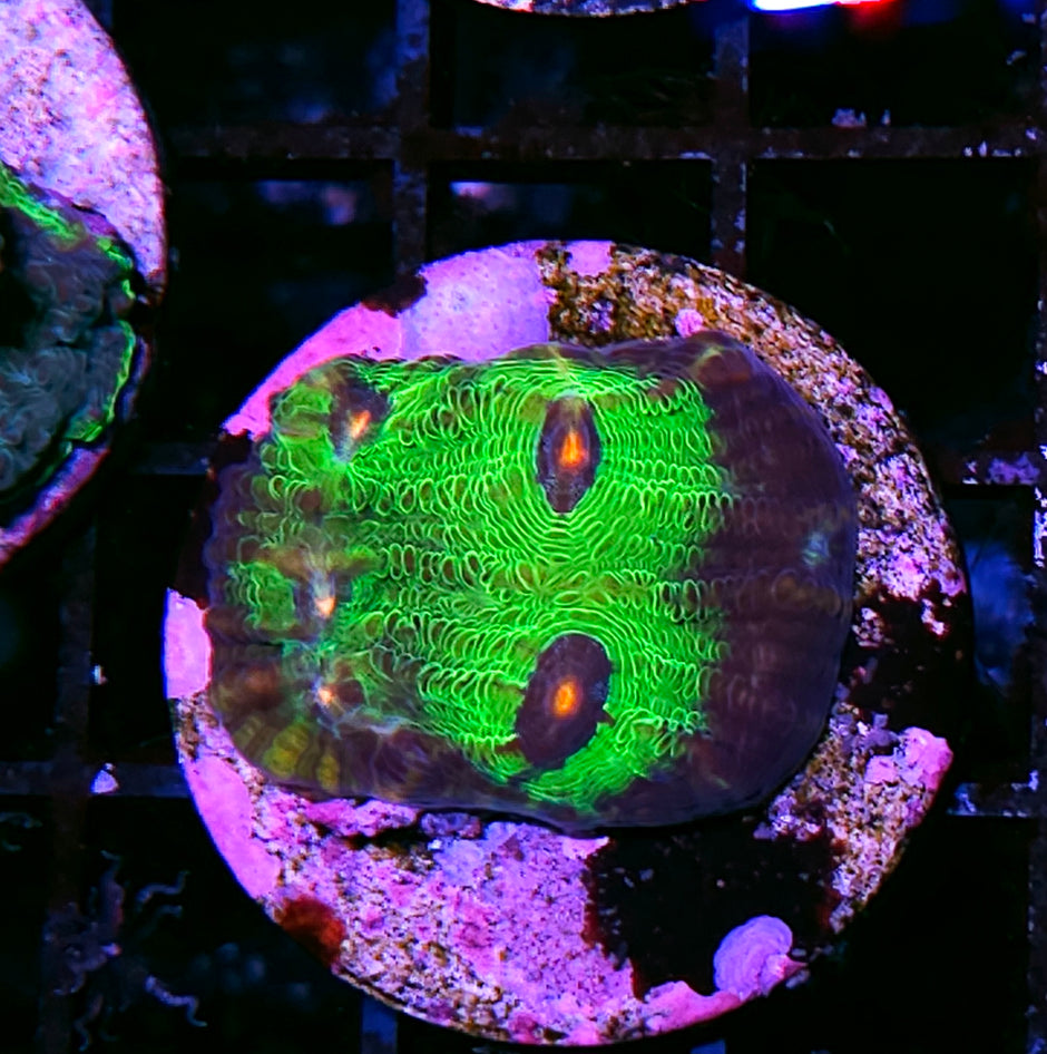 Raja Rampage Mycedium