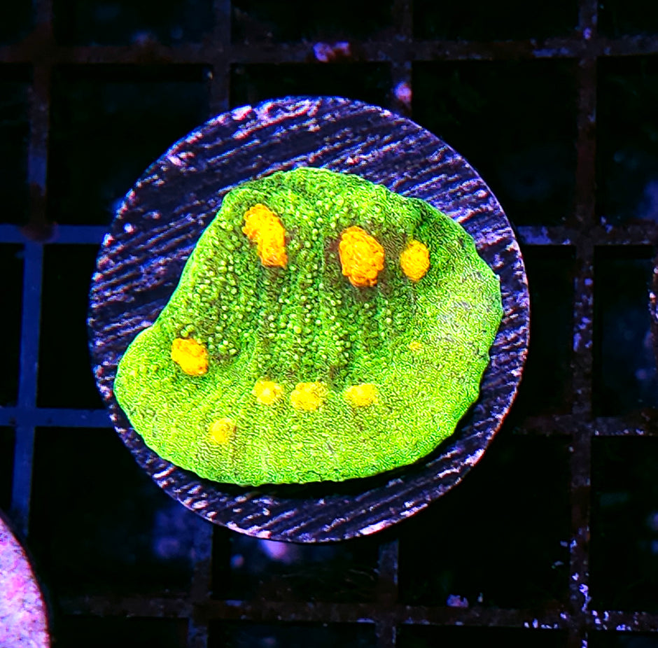 HF Space Invaders Mycedium