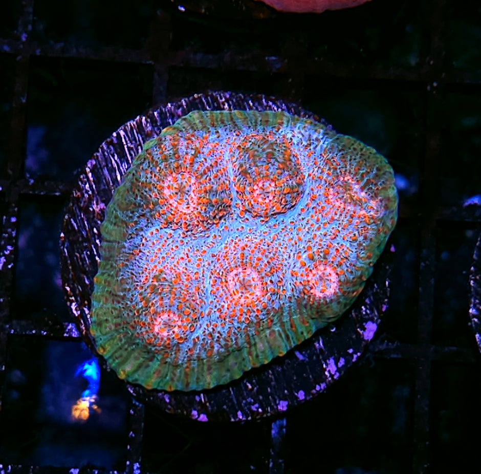 HF Lost Islands Chalice