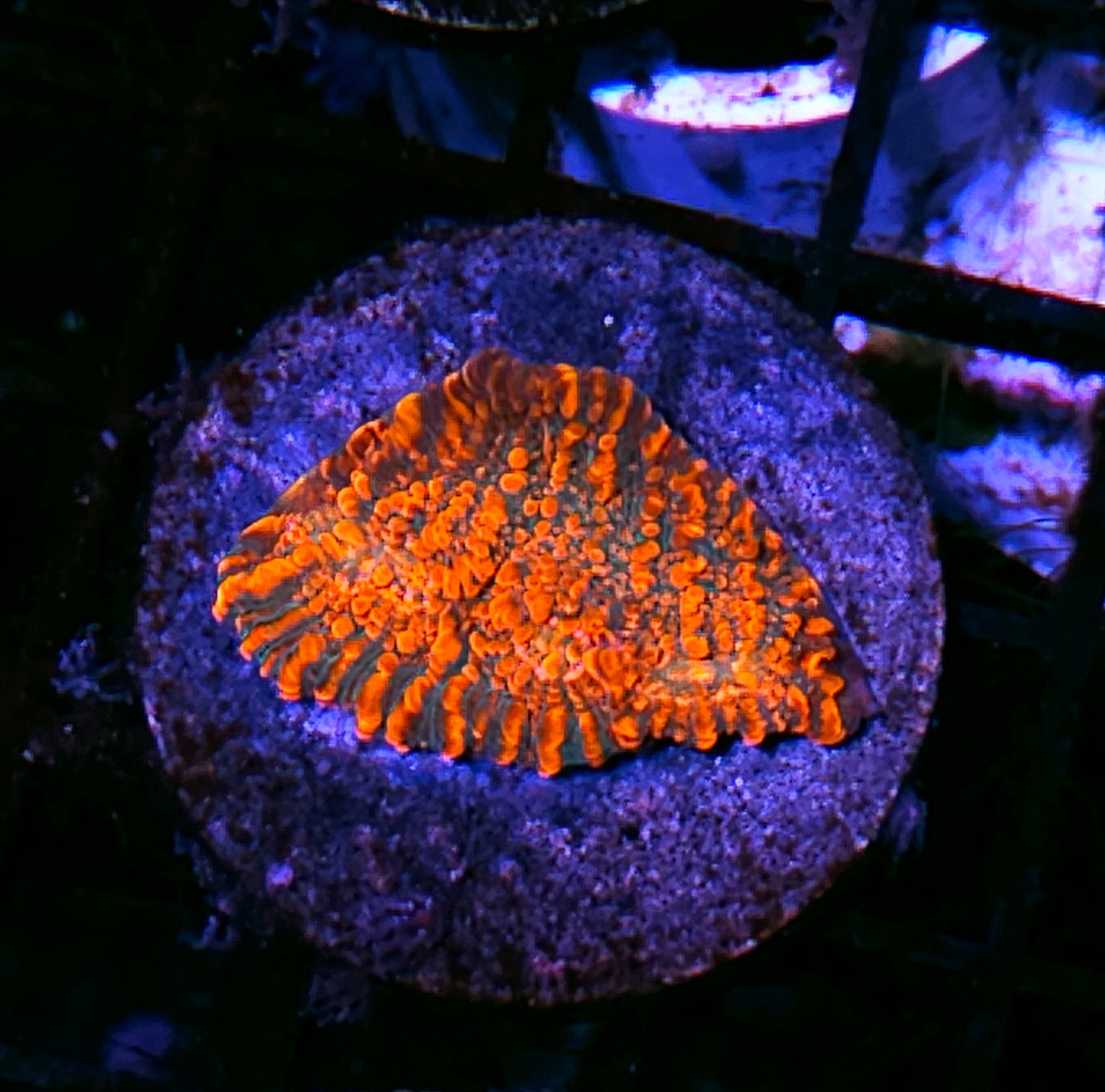 HF Delmonico Chalice