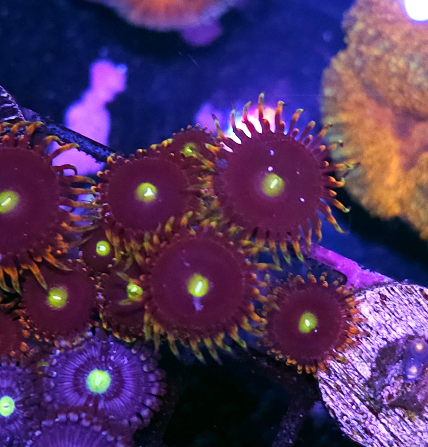 Bozos Birthday Zoas