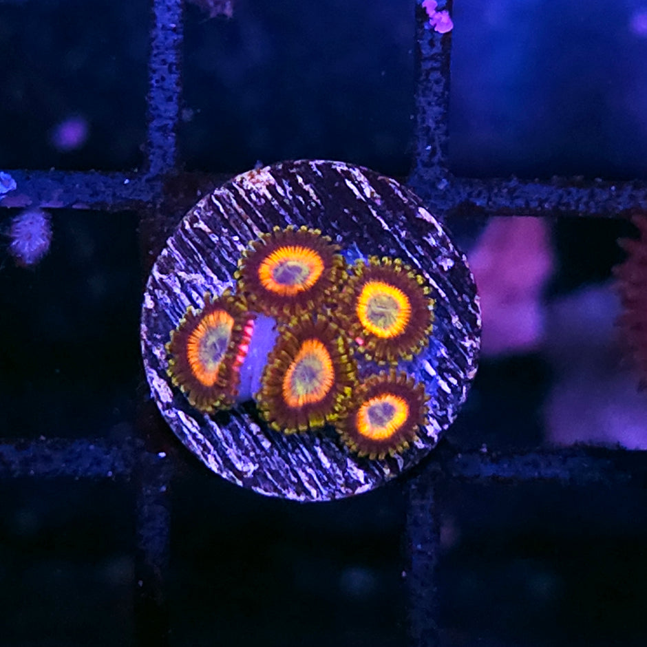 Inferion Zoas