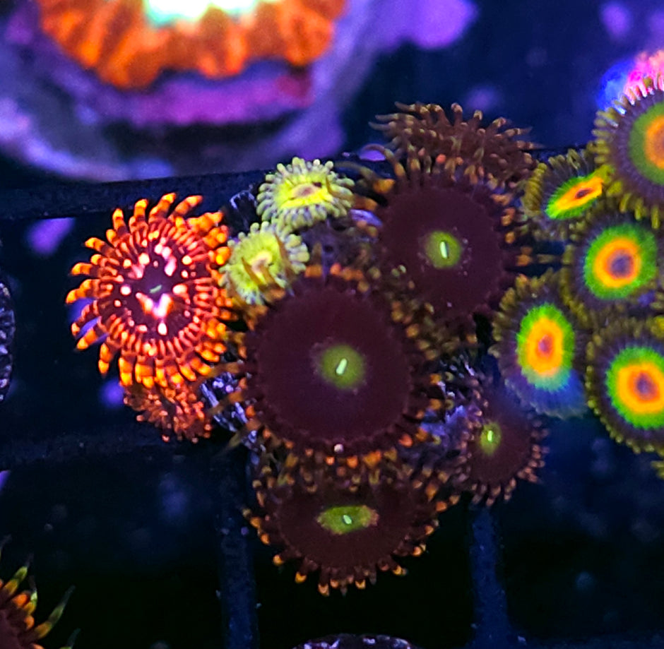 Insane Mix Zoa