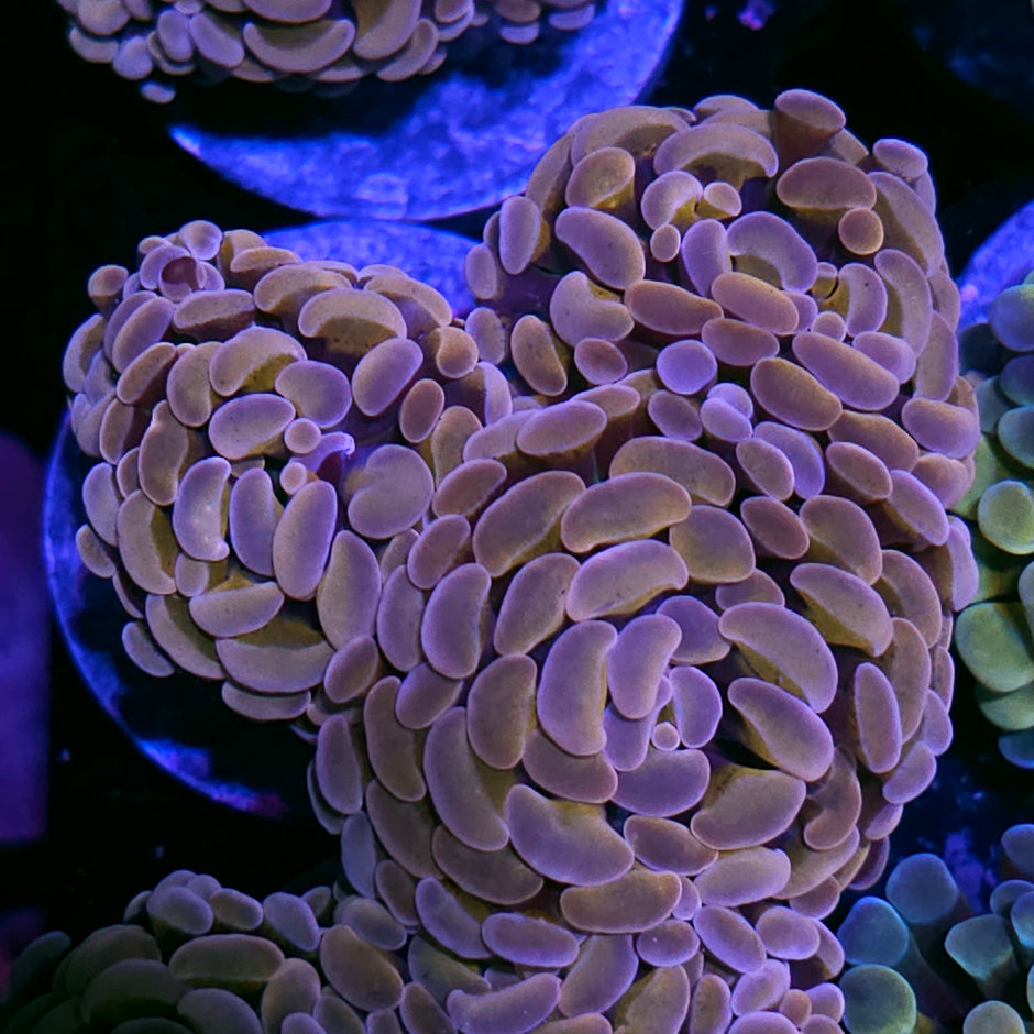 3 Head Orange Branching Hammer Colony