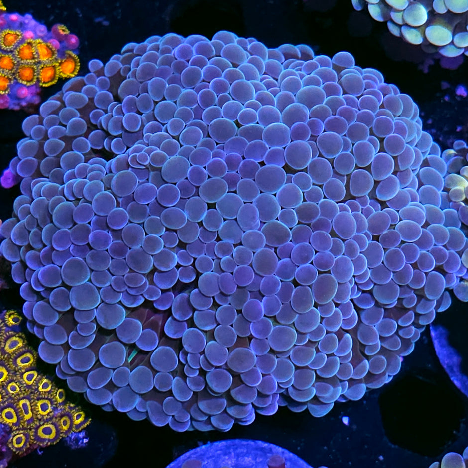 Approx 4-5 Head Pearlescent Froghammer Colony