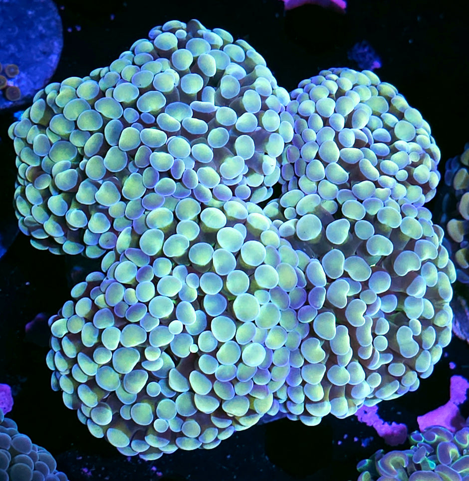 Approx 6-7 Head Yellow Pearlescent Branching Froghammer Colony
