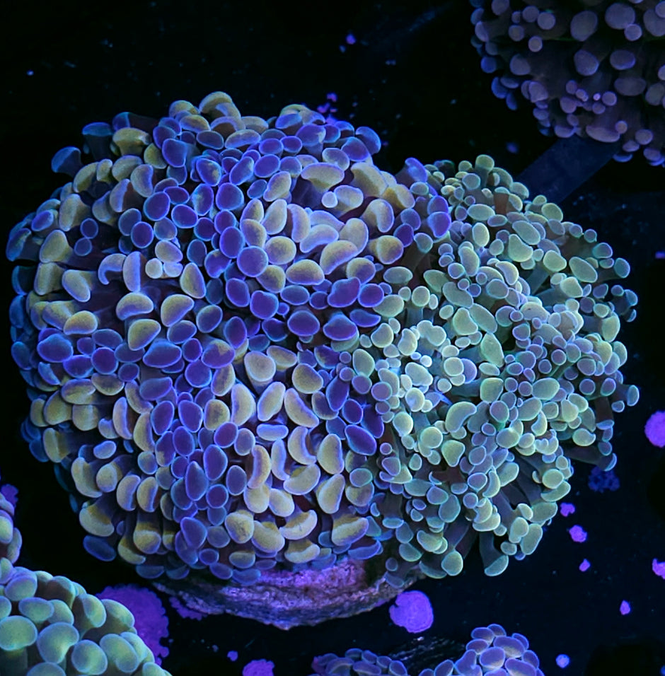 Approx 7-8 Head Holy Shit Grafted Froghammer Colony