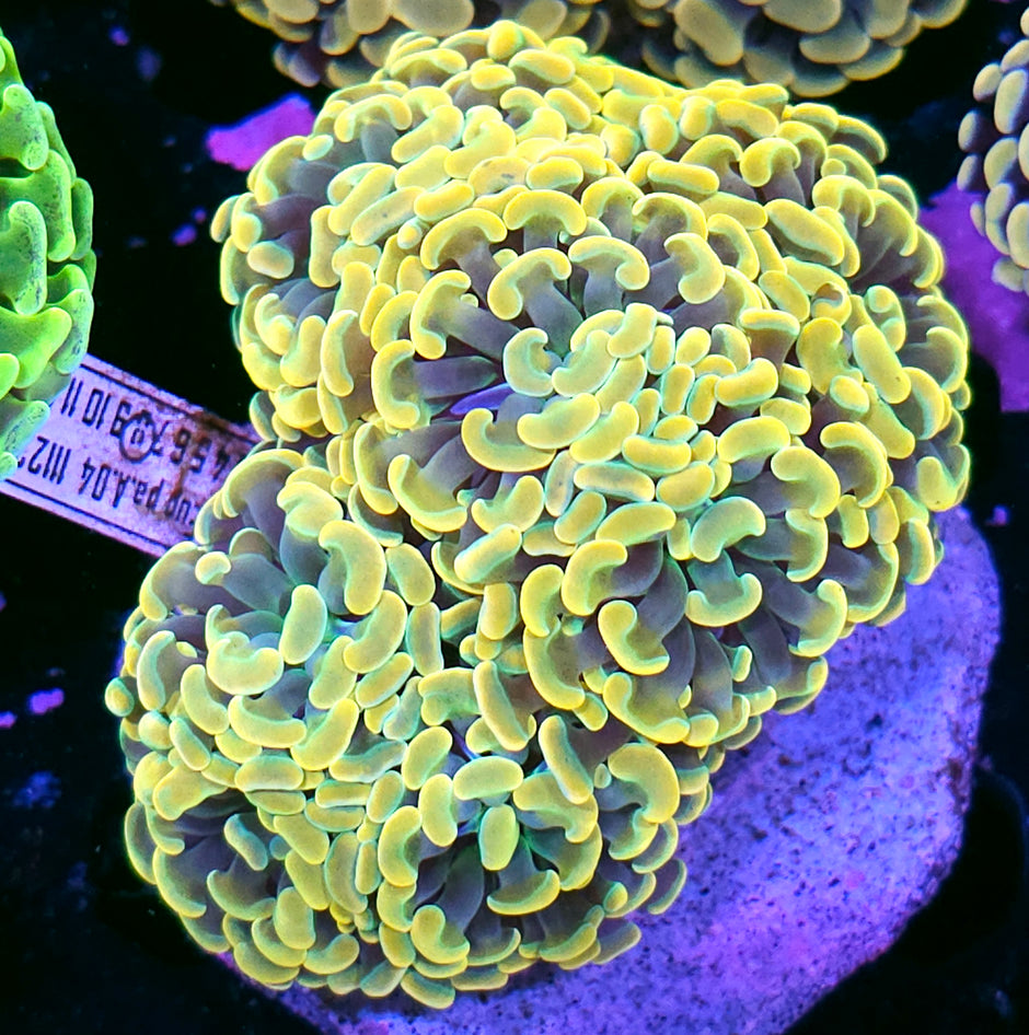 Approx 6-7 Head Yellow Grail Branching Hammer Colony