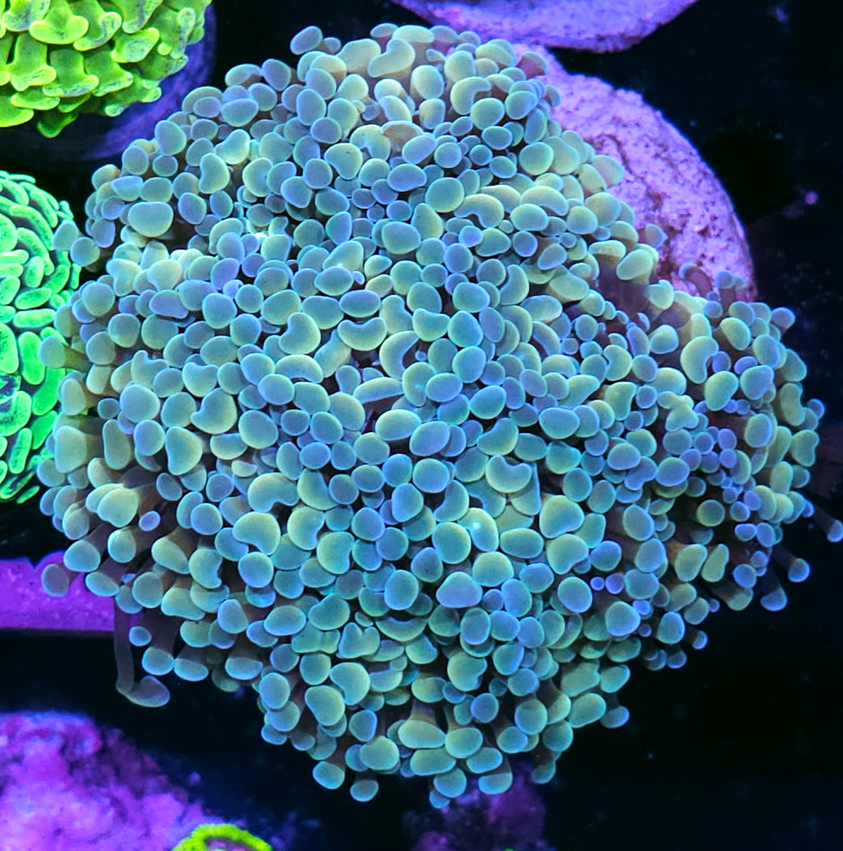 Approx 5-6 Head Yellow Hologram Froghammer Colony