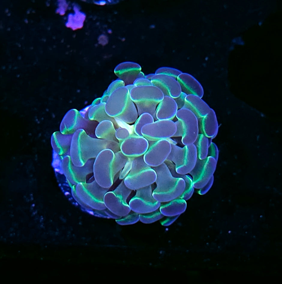 HF Hellfire Hologram Branching Hammer
