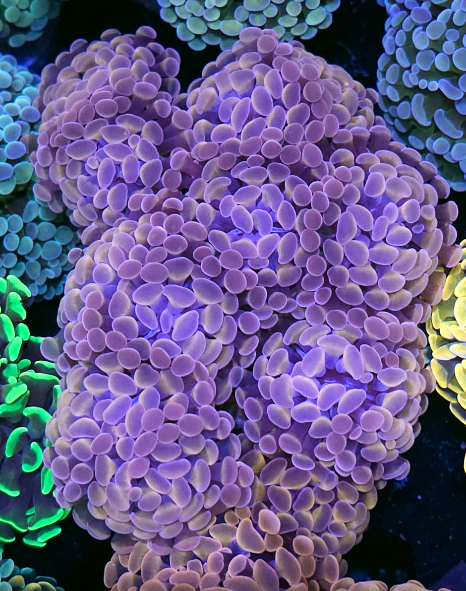 Approx 7-8 Head Duracell Golden Copper Branching Hammer Colony