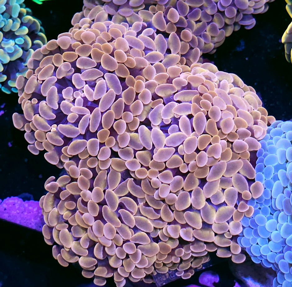 Approx 6 Head Coppertop Branching Hammer Colony