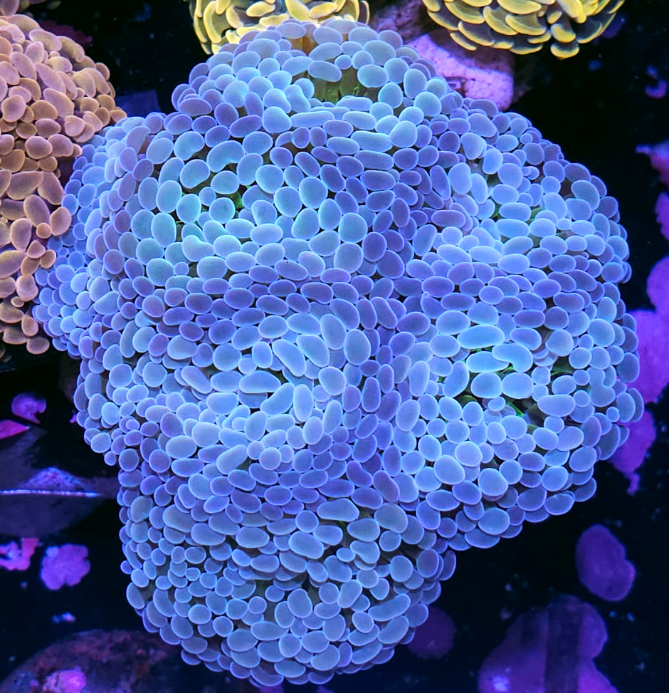 Approx 6-7 Head Pearlescent Rainbow Froghammer Colony