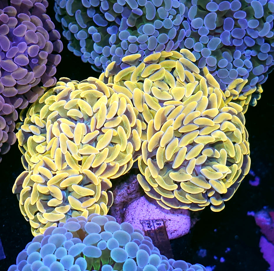 Approx 6 Head Supreme Yellow Branching Hammer Colony